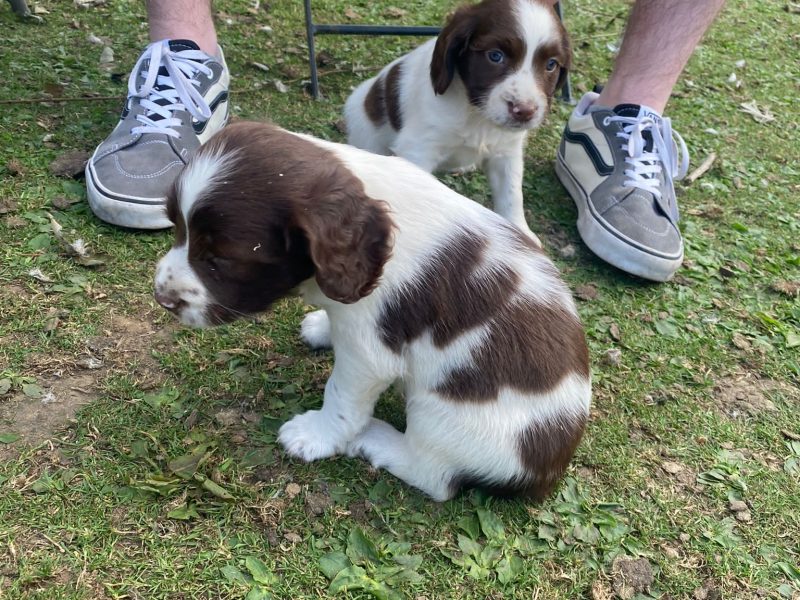 KC REGISTERED ENGLISH SPRINGER SPANIEL PUPS