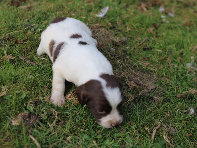 KC REGISTERED ENGLISH SPRINGER SPANIEL PUPS