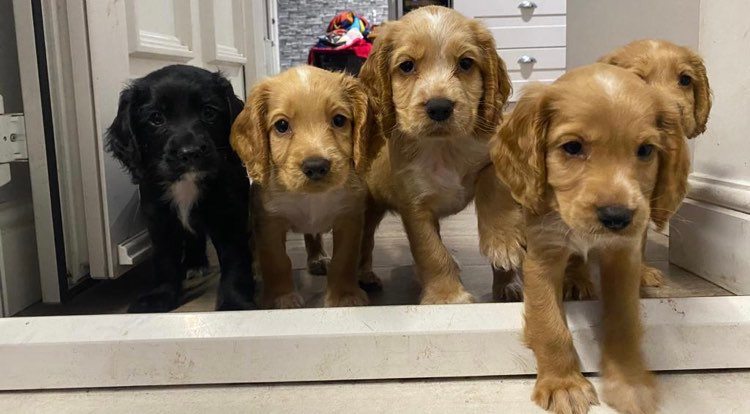 Working Cockers Spaniels for Sale £1,500