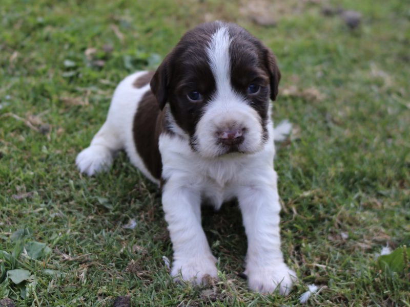 KC REGISTERED ENGLISH SPRINGER SPANIEL PUPS