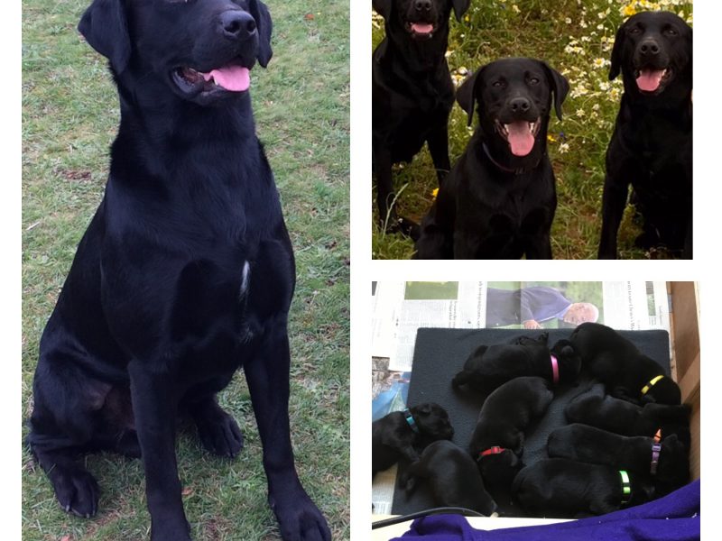 First class Labrador puppies