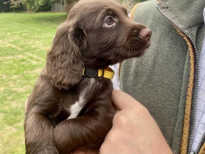 2 Chocolate, Working Cocker Dogs available - from long line of FTCH on both sides