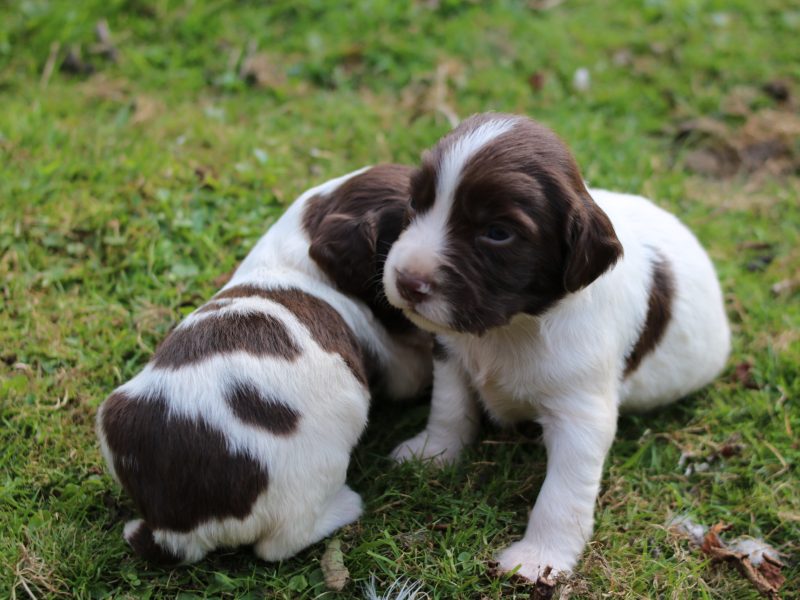 KC REGISTERED ENGLISH SPRINGER SPANIEL PUPS