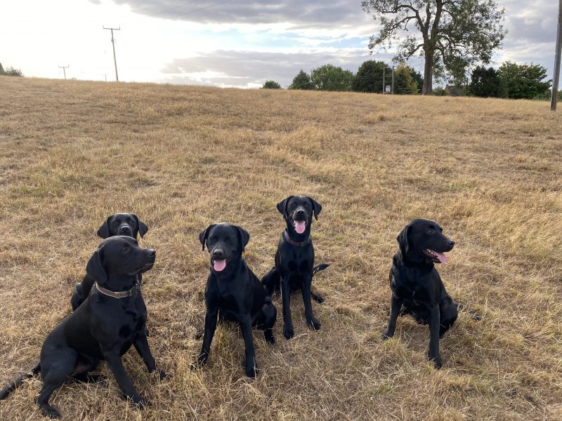 First class Labrador puppies