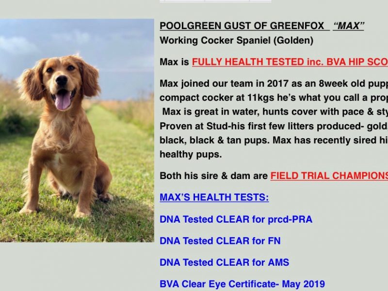 2 Chocolate, Working Cocker Dogs available - from long line of FTCH on both sides