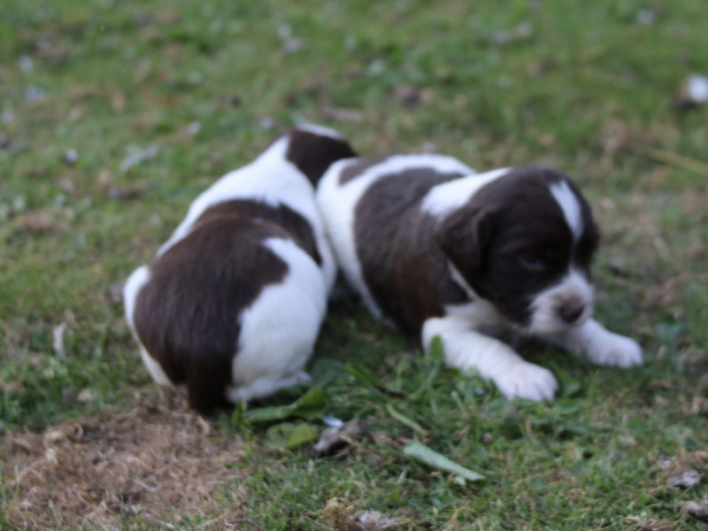 KC REGISTERED ENGLISH SPRINGER SPANIEL PUPS