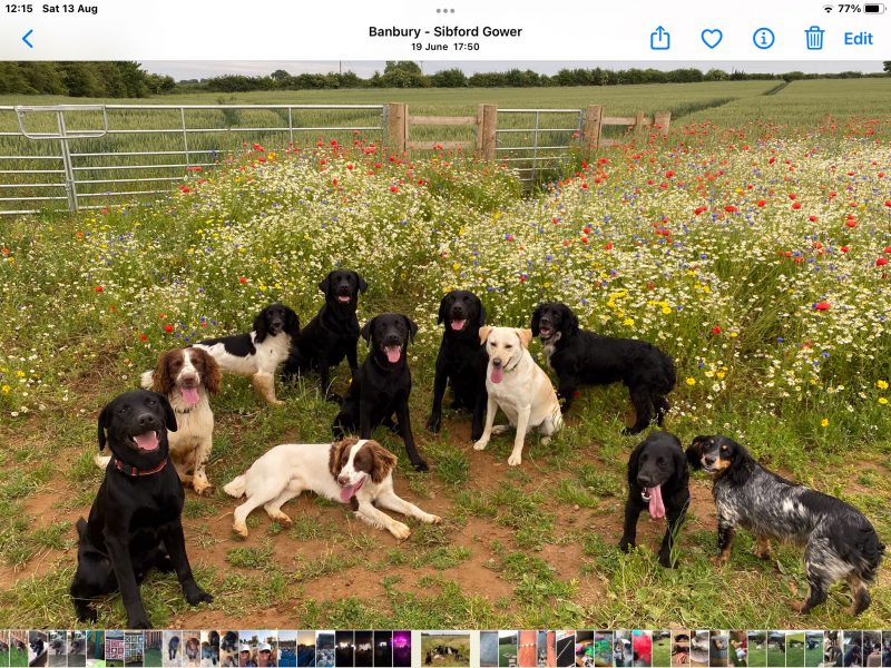 First class Labrador puppies