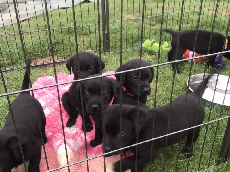 First class Labrador puppies