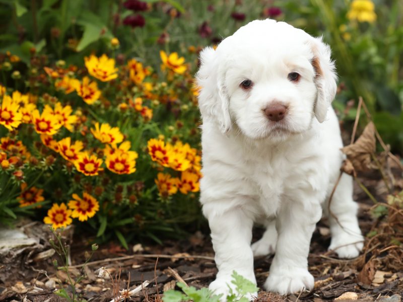 Working Clumber Spaniel Puppies