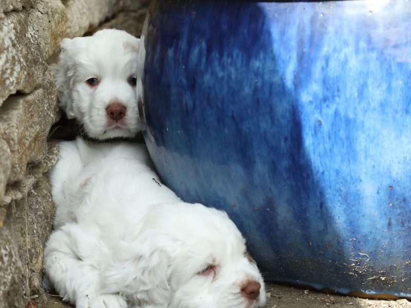 Working Clumber Spaniel Puppies