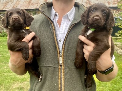 2 Chocolate, Working Cocker Dogs available - from long line of FTCH on both sides