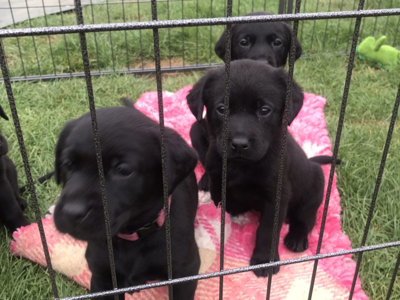 First class Labrador puppies