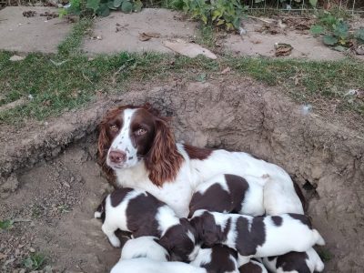 KC REGISTERED ENGLISH SPRINGER SPANIEL PUPS