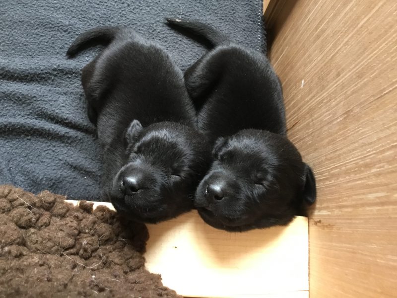 First class Labrador puppies
