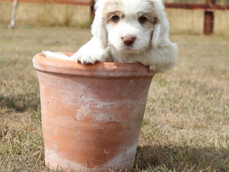 Working Clumber Spaniel Puppies