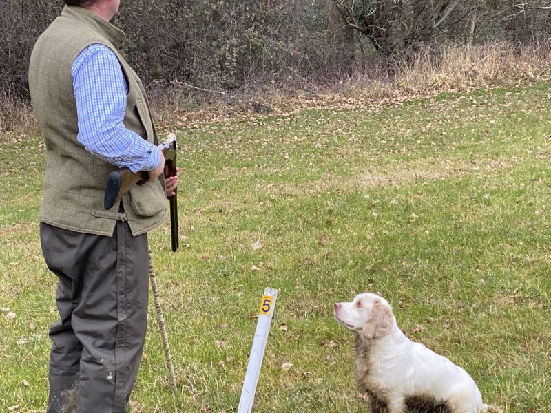 Working Clumber Spaniel Puppies
