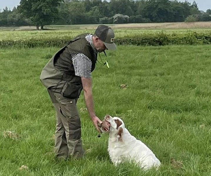 Working Clumber Spaniel Puppies