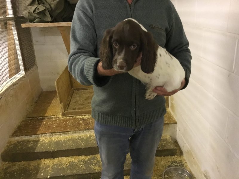 Exceptional English springer spaniel pups for sale
