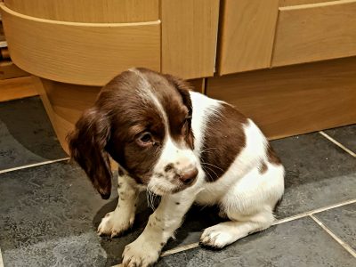 3 kc registered pups all boys