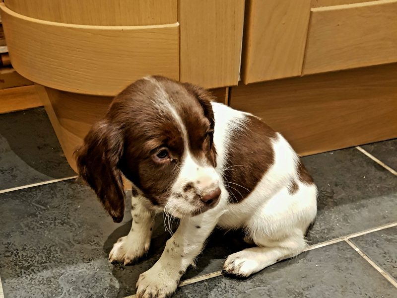 3 kc registered pups all boys