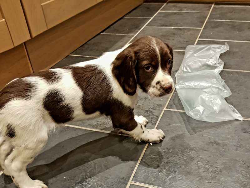 3 kc registered pups all boys