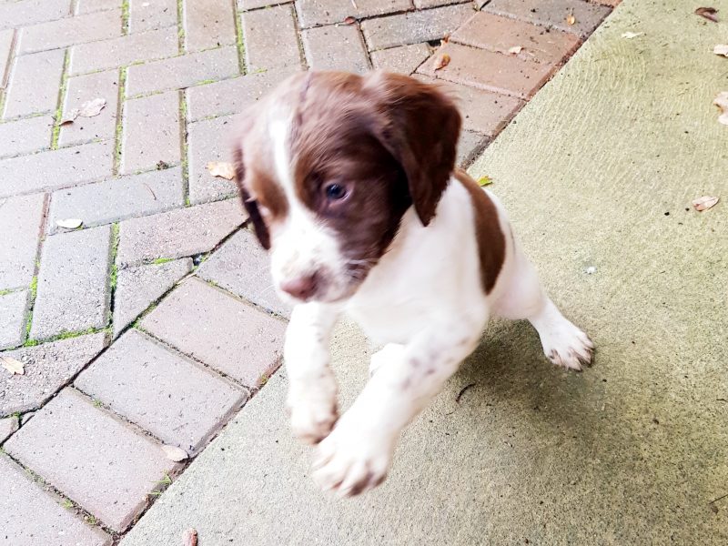 3 kc registered pups all boys