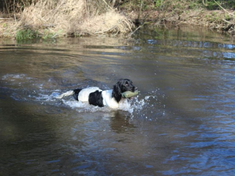 ENGLISH SPRINGER SPANIEL PUPPIES FOR SALE