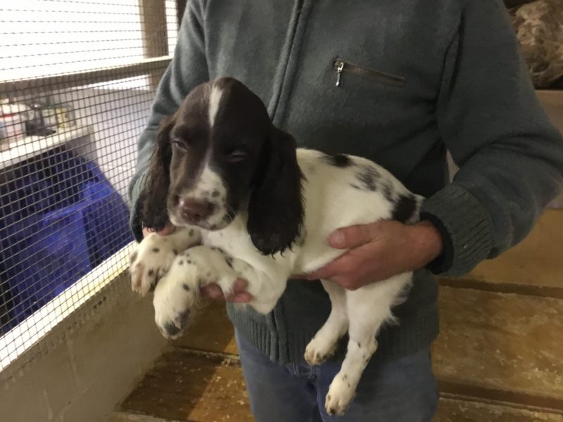 Exceptional English springer spaniel pups for sale