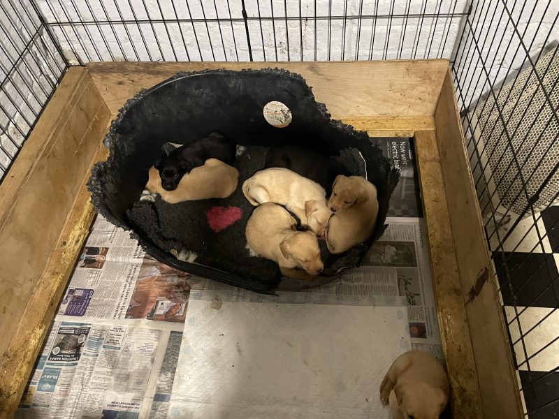 Kc registered puppies