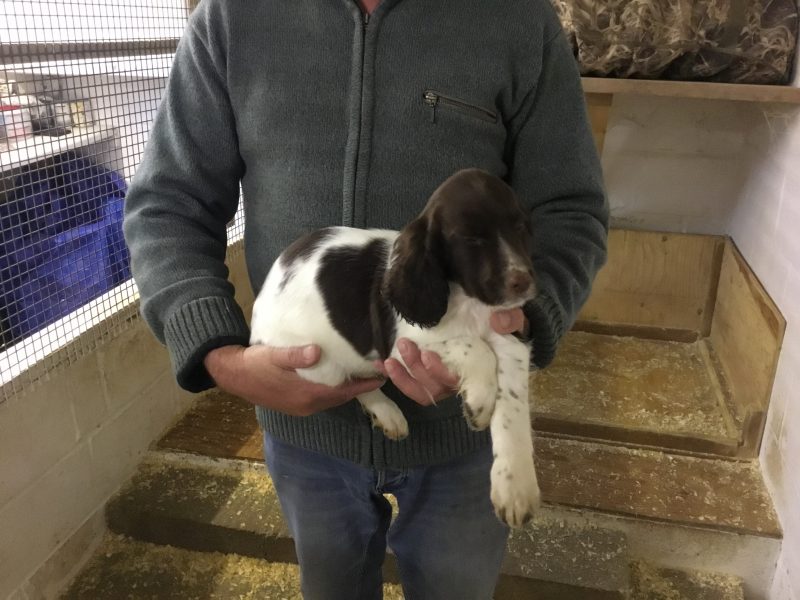 Exceptional English springer spaniel pups for sale