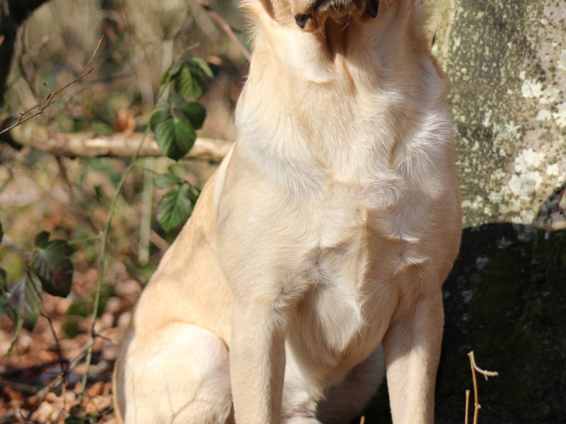 Proven KC registered Labrador Stud Dog