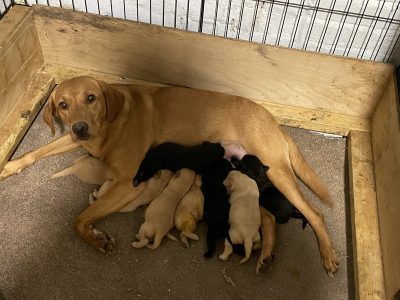 Kc registered puppies