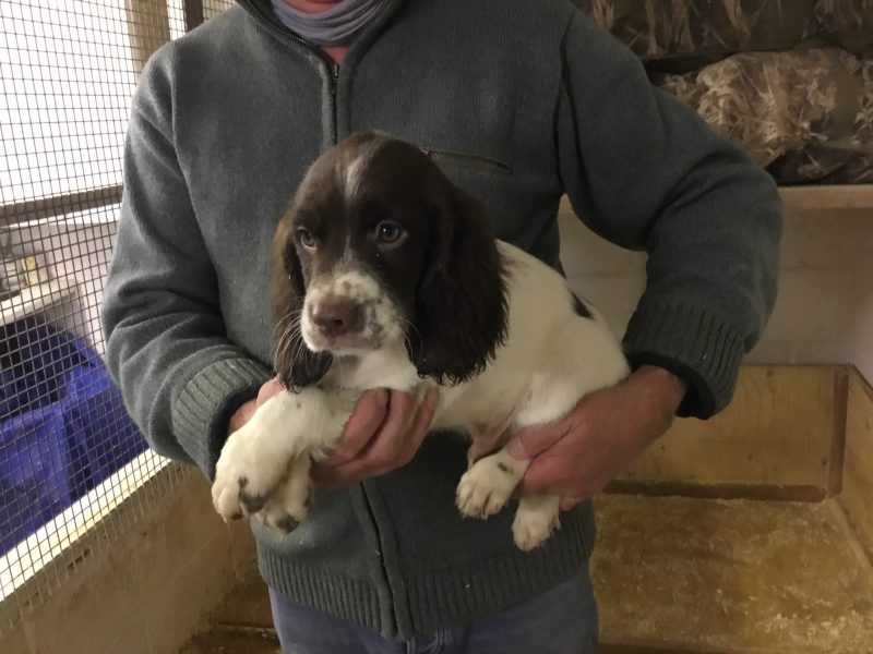 Exceptional English springer spaniel pups for sale