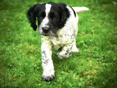 KC Registered Working Cocker Spaniel