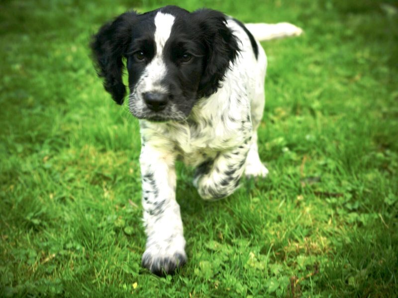 KC Registered Working Cocker Spaniel
