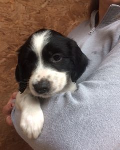 ENGLISH SPRINGER SPANIEL PUPPIES FOR SALE