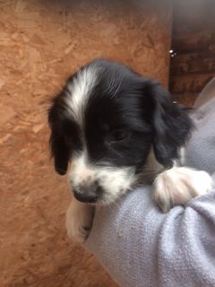 ENGLISH SPRINGER SPANIEL PUPPIES FOR SALE
