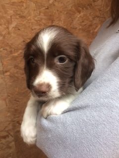 ENGLISH SPRINGER SPANIEL PUPPIES FOR SALE