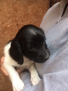 ENGLISH SPRINGER SPANIEL PUPPIES FOR SALE