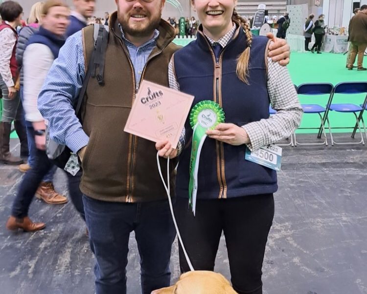 Proven KC registered Labrador Stud Dog