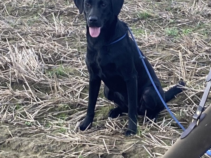 KC registered Labrador puppies