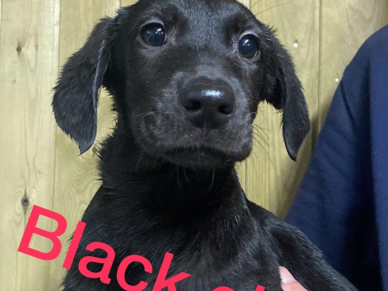 KC registered Labrador puppies