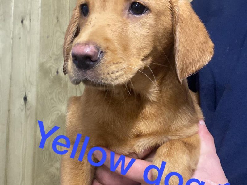KC registered Labrador puppies