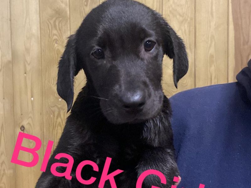 KC registered Labrador puppies