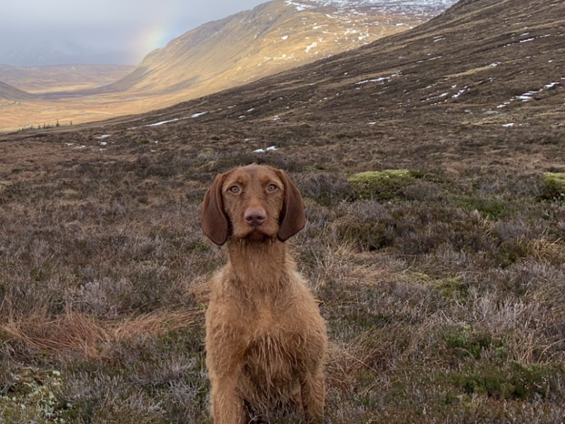 Hungarian Wirehaired Vizla Puppies - KC Registered