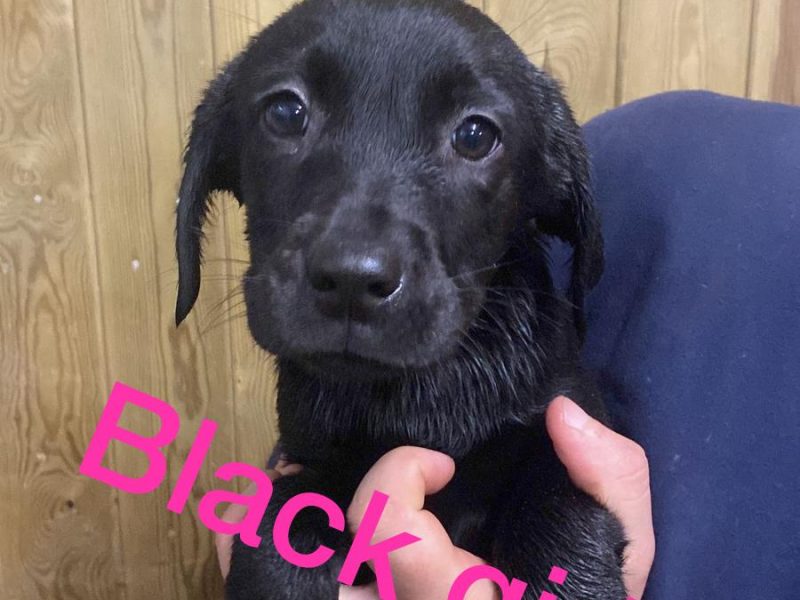 KC registered Labrador puppies