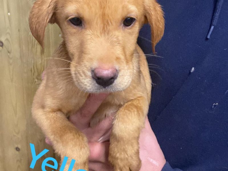 KC registered Labrador puppies