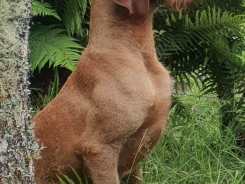 Hungarian Wirehaired Vizla Puppies - KC Registered