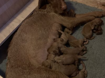 Hungarian Wirehaired Vizla Puppies - KC Registered