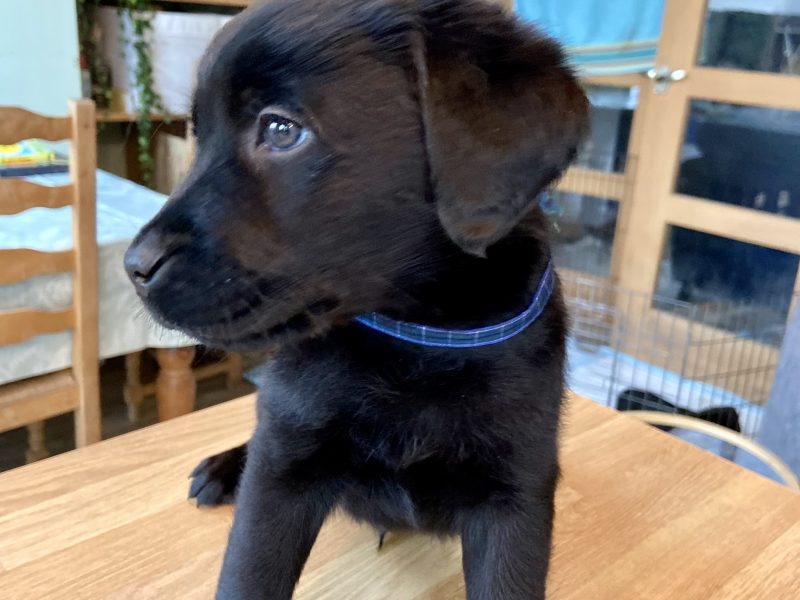 WORKING LABRADOR PUPPY - DOG
